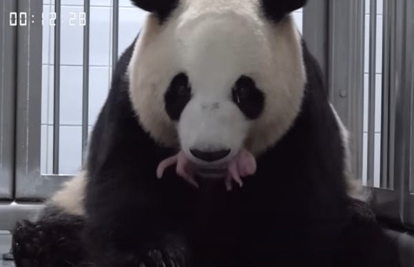Ai Bao com filhote na boca