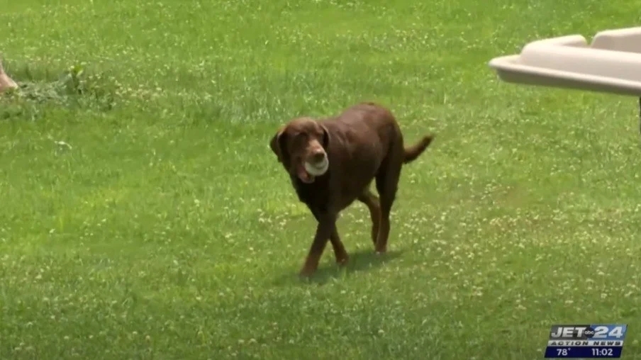 Cachorro recebe mais de R$ 9 mil por ajudar a encontrar presidiário foragido; família deve receber mais dinheiro