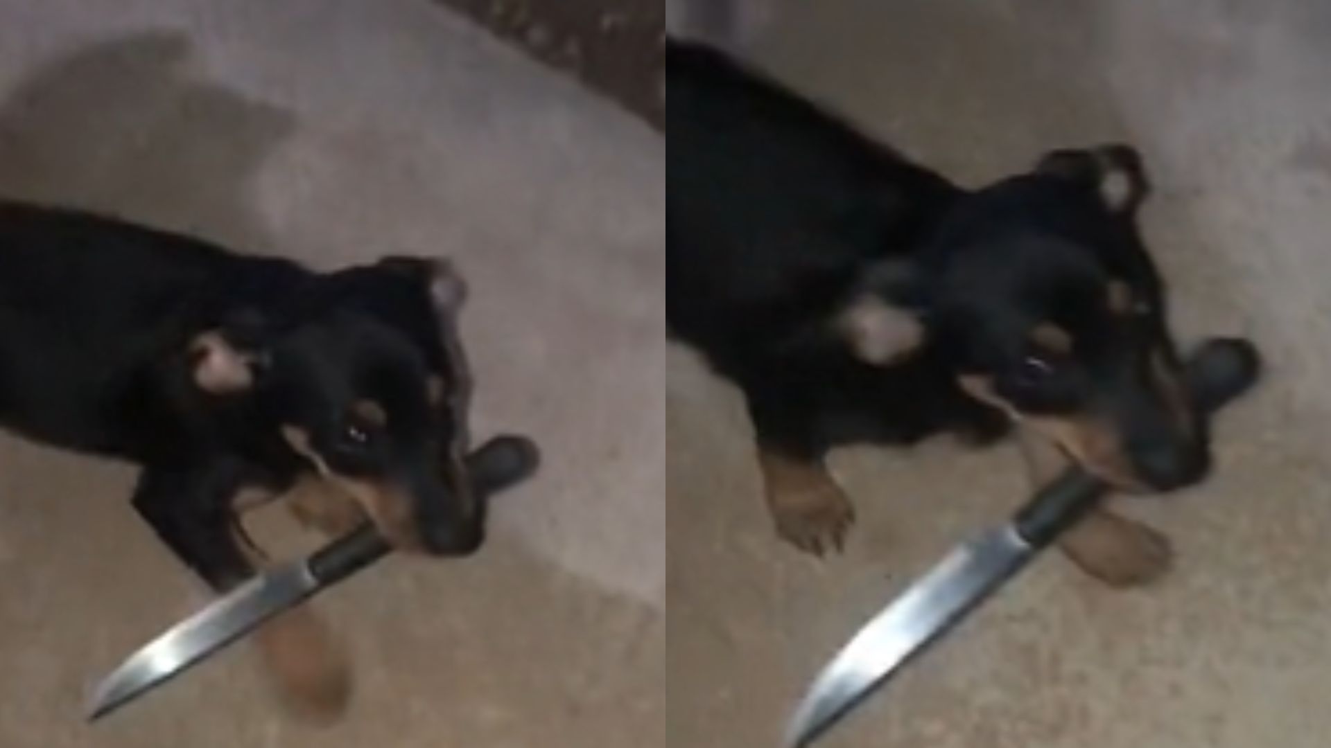 Rebelde? Pinscher 