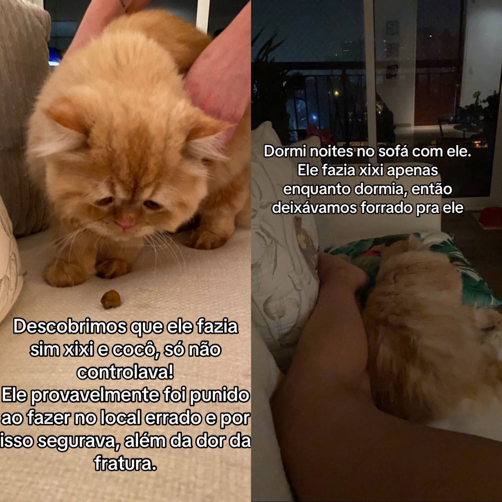 Gato é salvo de eutanásia e ganha nova chance em outro lar; assista