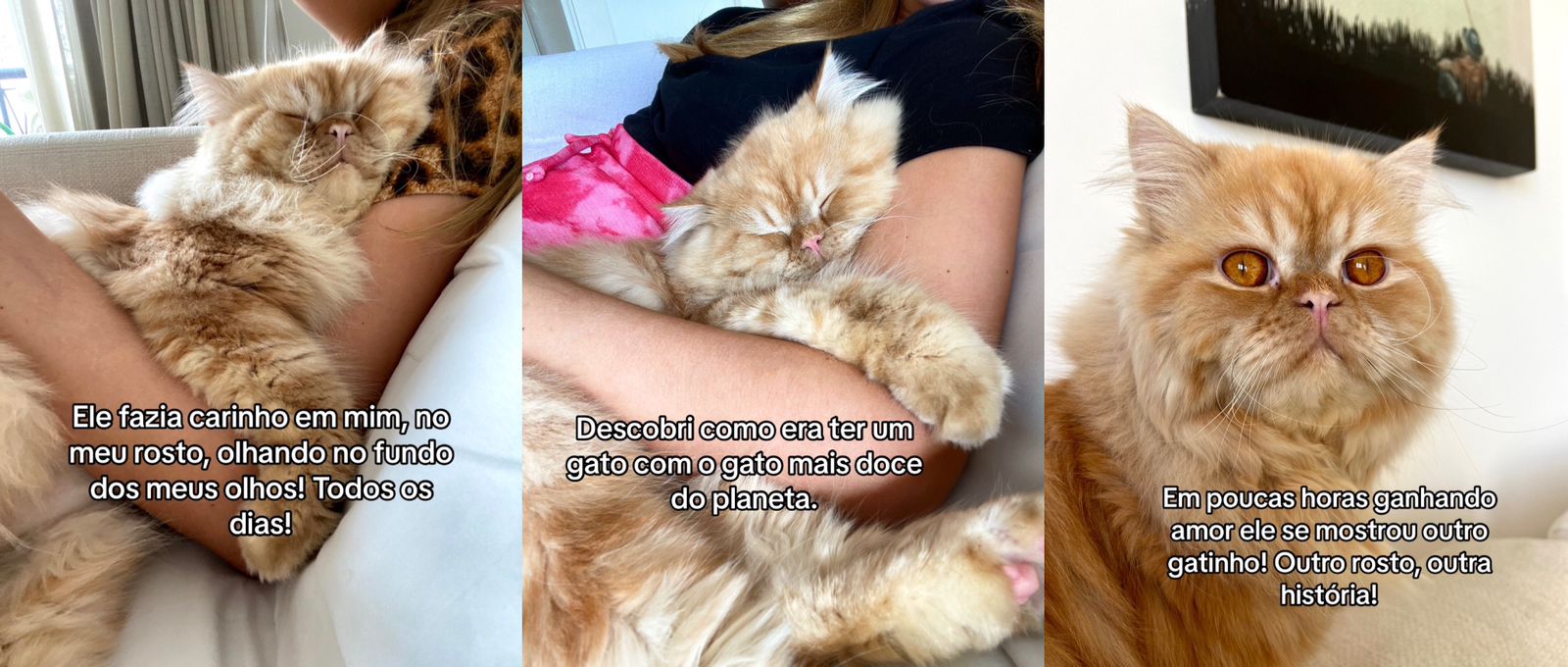 Gato é salvo de eutanásia 