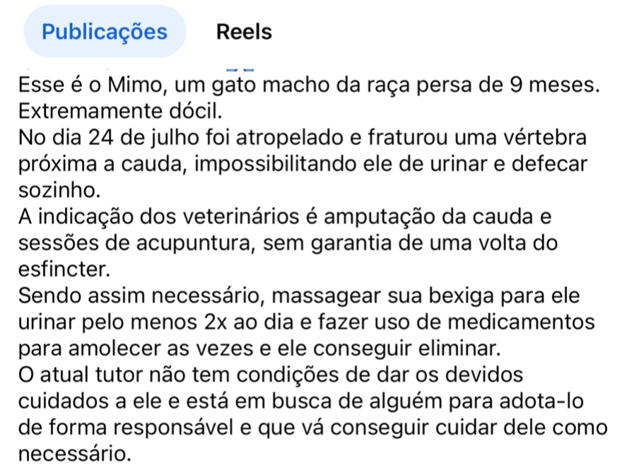 Gato é salvo de eutanásia e ganha nova chance em outro lar