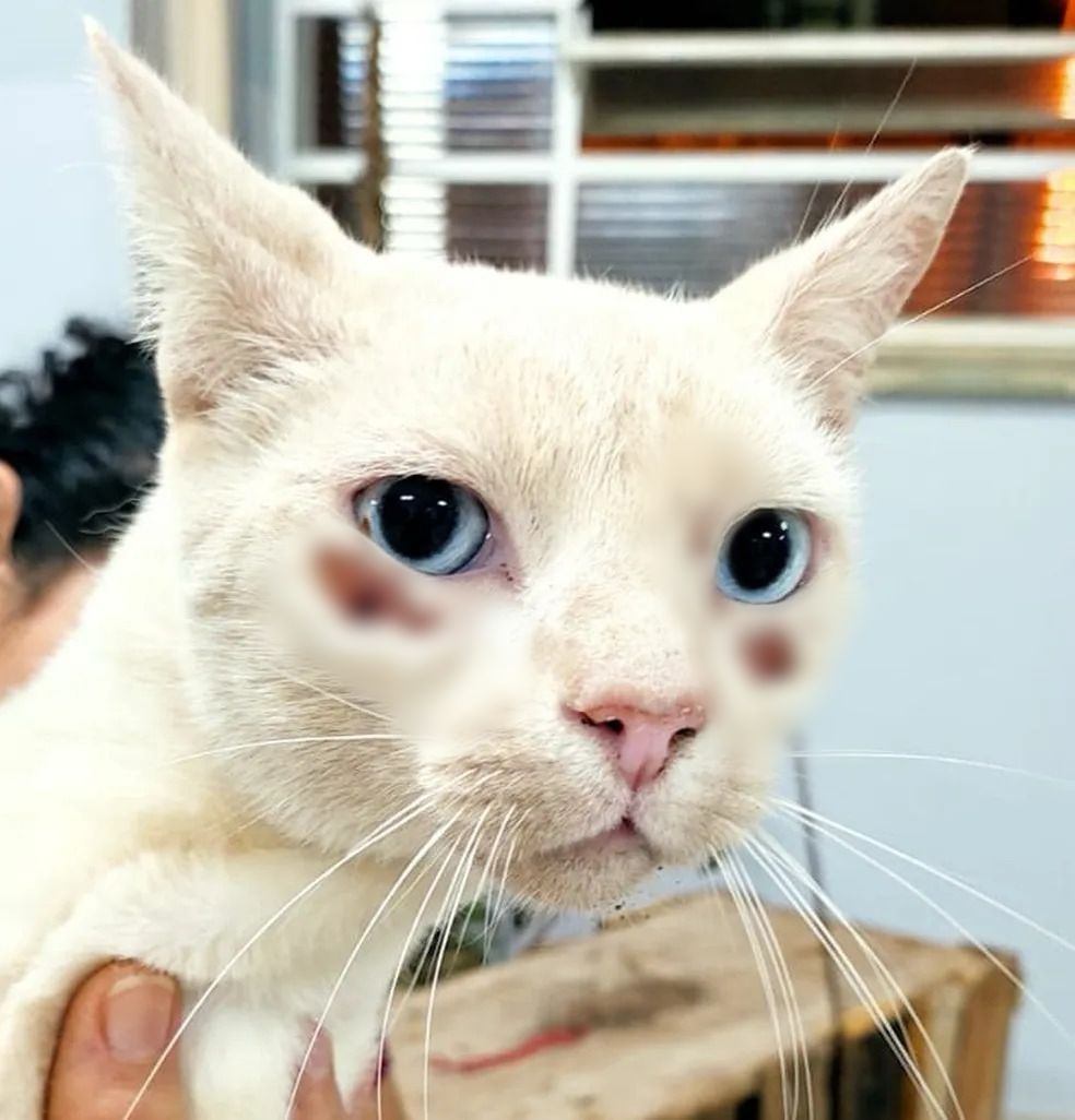 Gato desaparecido é visto em armadilha e vizinho justifica ato: 'riscou meu carro'