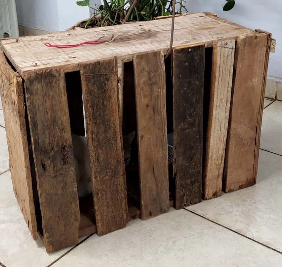 Gato desaparecido é visto em armadilha e vizinho justifica ato: 'riscou meu carro'; veja imagens