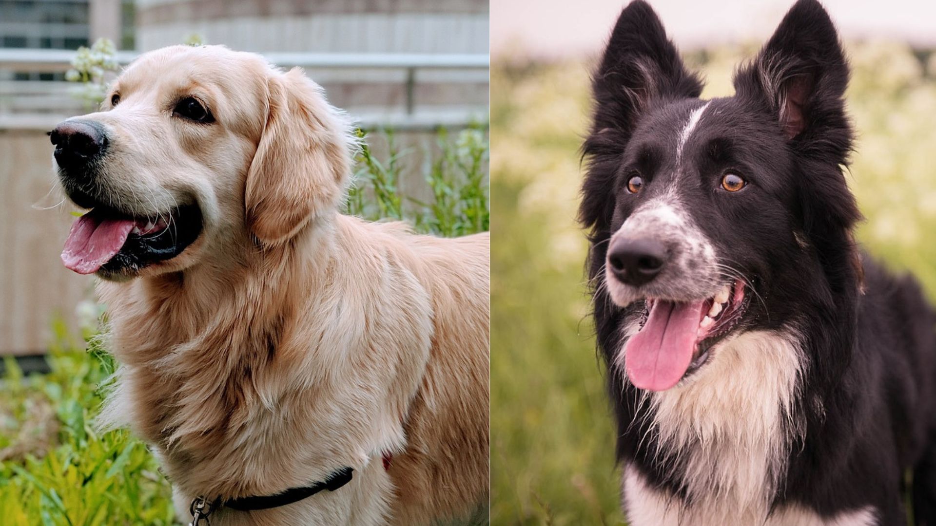 Resultado de cruzamento entre golden retriever e border collie encanta ...
