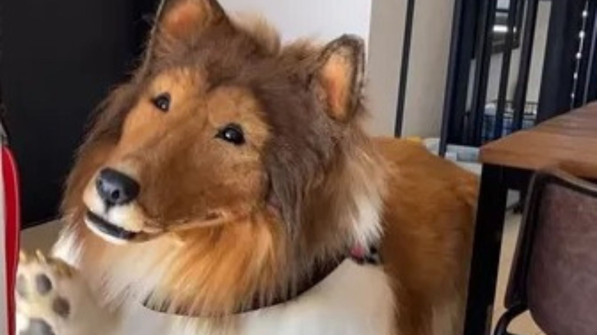 Saiba quem é o japonês que gastou R$ 72 mil para virar cachorro; assista