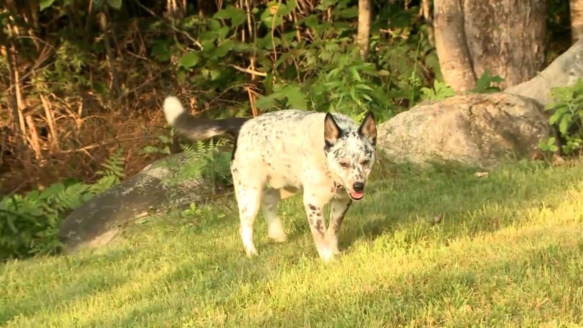Mulher esmurra urso para proteger cachorro de estimação