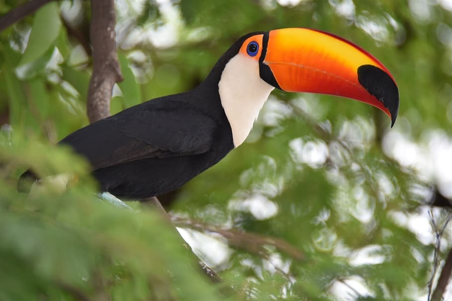 tucano