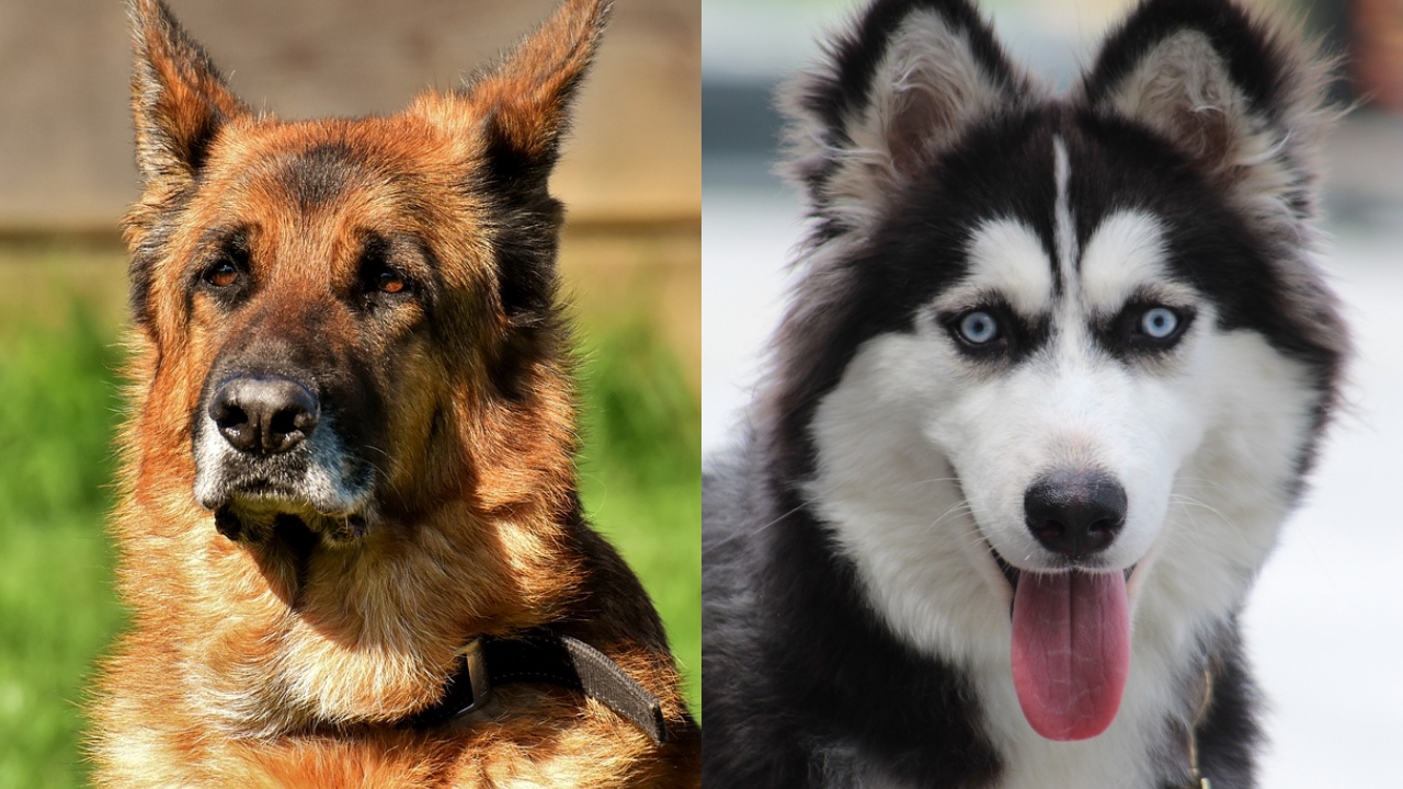 Mistura De Pastor Alemao Pitbull Husky