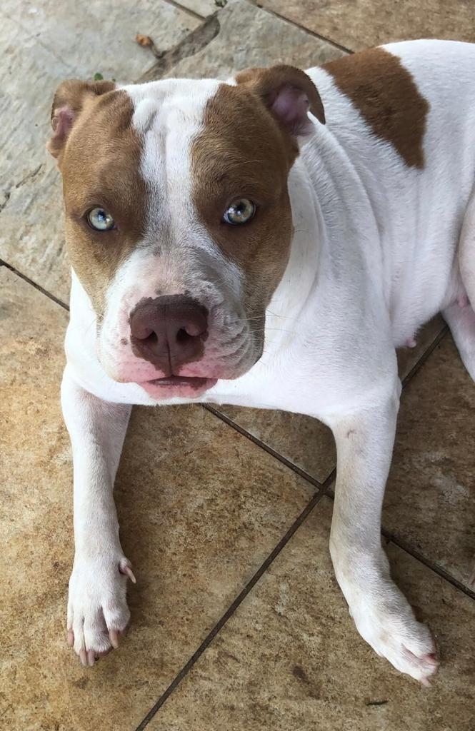 Pit bull pula de janela e desaparece em Abrantes: "Estou desesperada"; veja apelo de tutora 