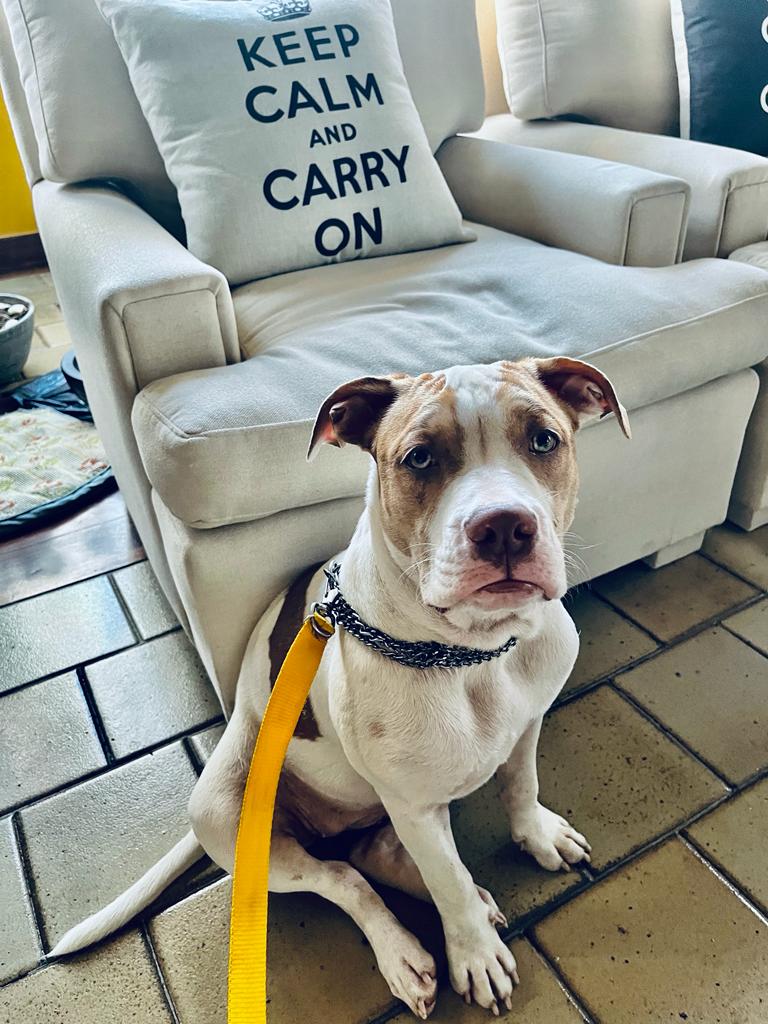 Pit bull pula de janela e desaparece em Abrantes: "Estou desesperada"