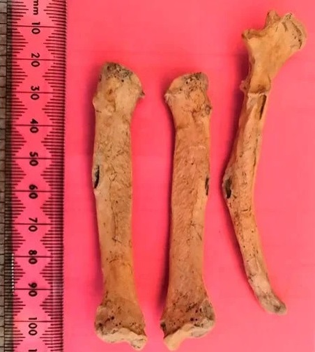 ossos