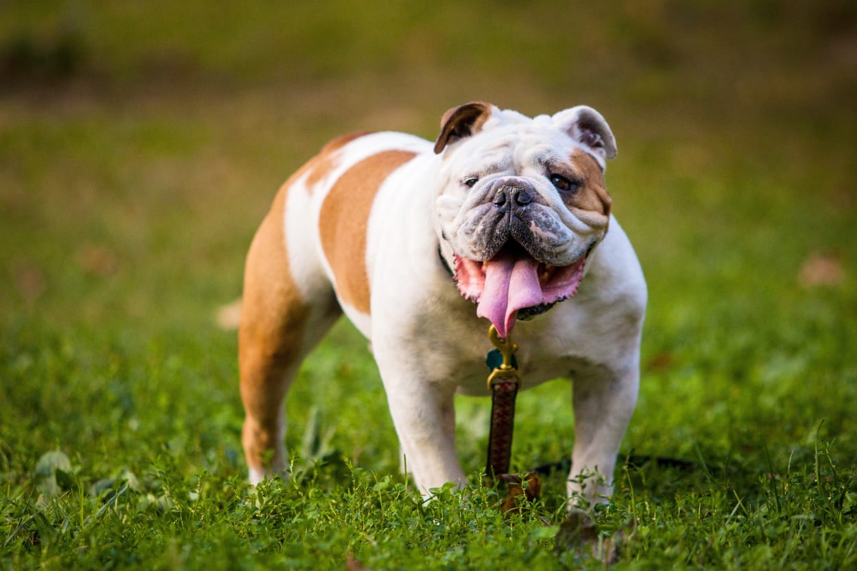 Bulldog 