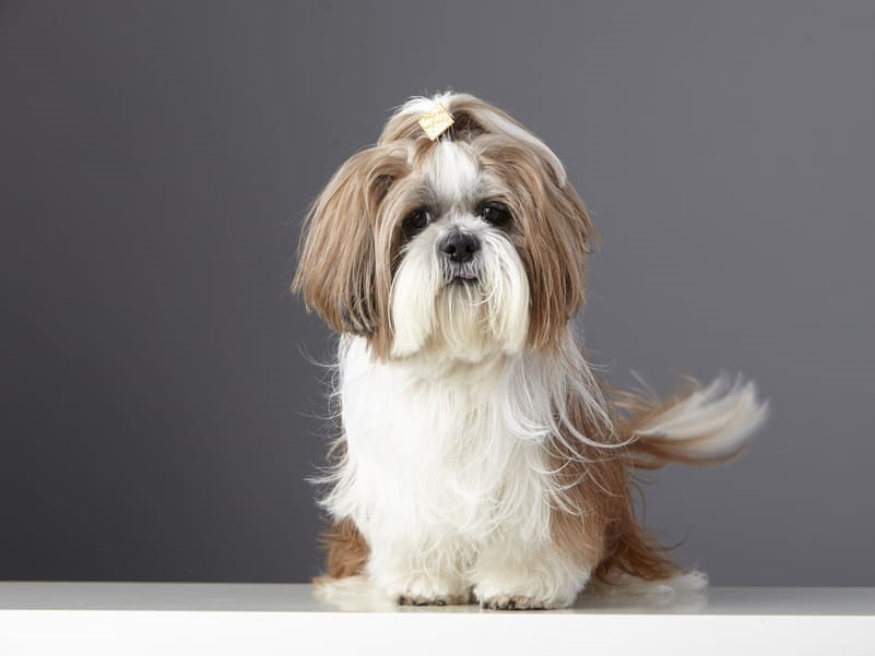 Shit tzu