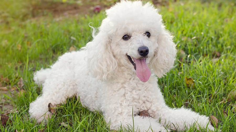 Poodle