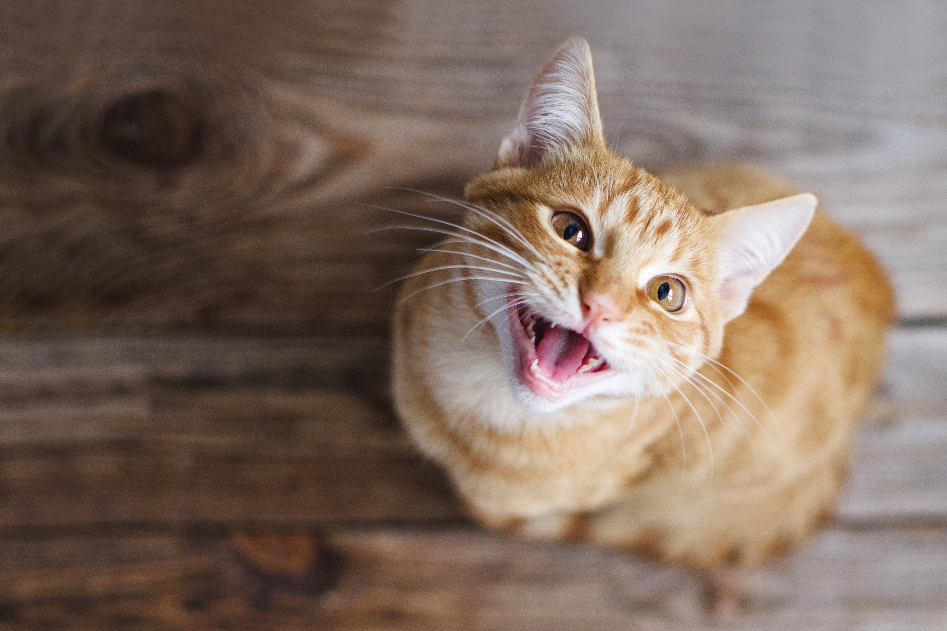 Reprodução/Divulgação/Whiskas