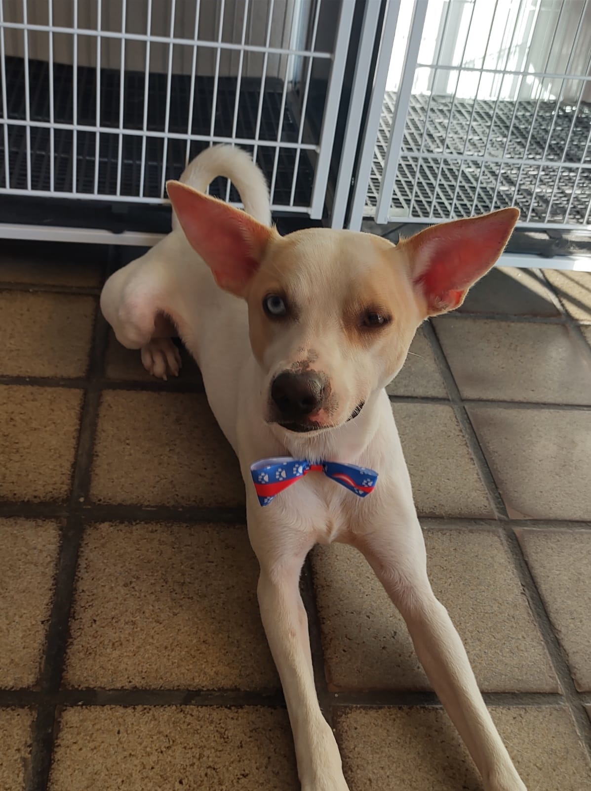 Casos de abandono de pets tem acontecido com frequência em Salvador