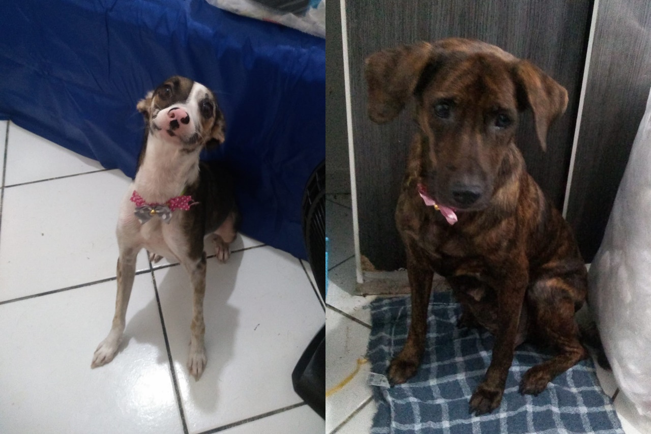 Cachorro é abandonado em porta de loja; casos tem acontecido com frequência em Salvador