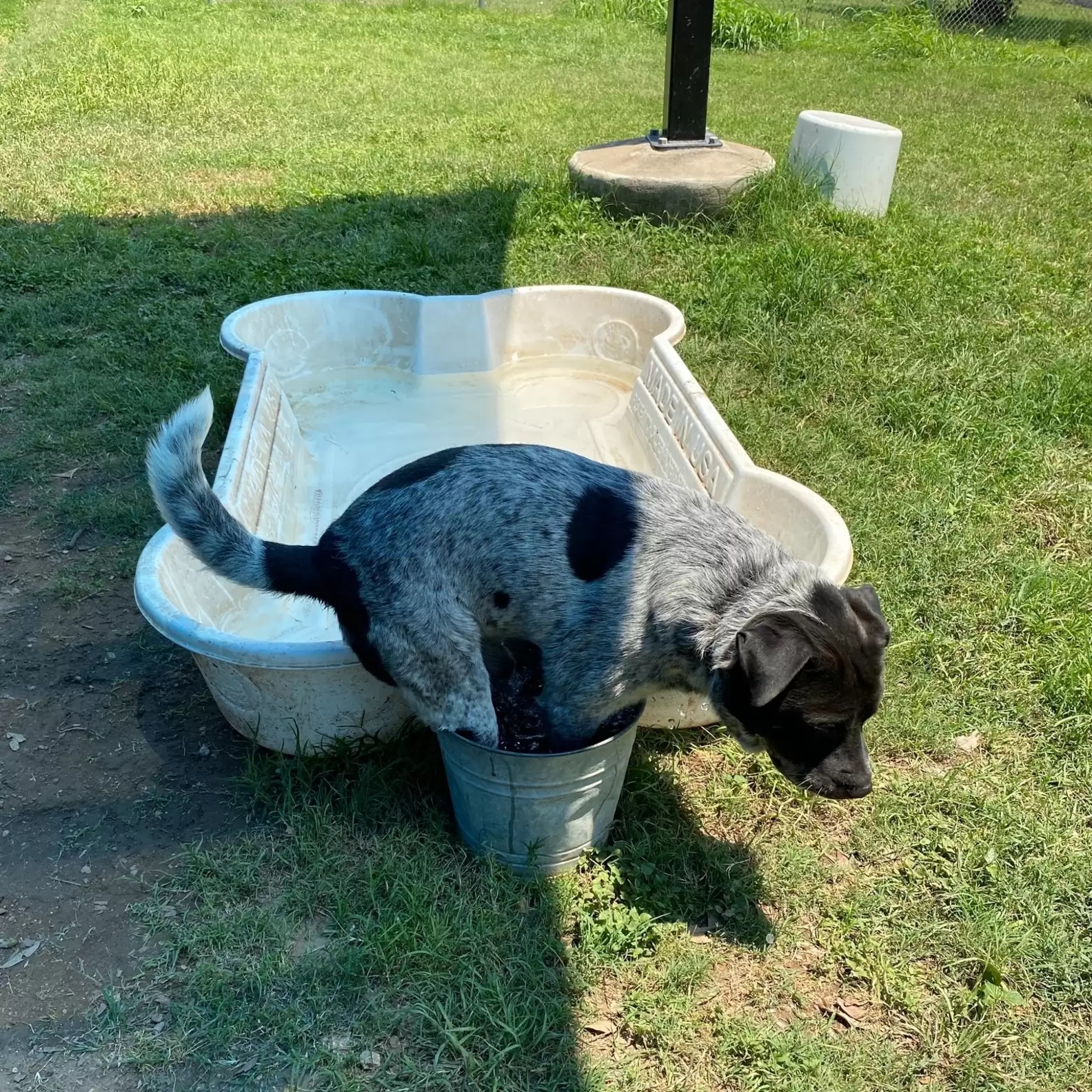 Cachorro ganha piscina só para ele, mas prefere ficar em local inusitado