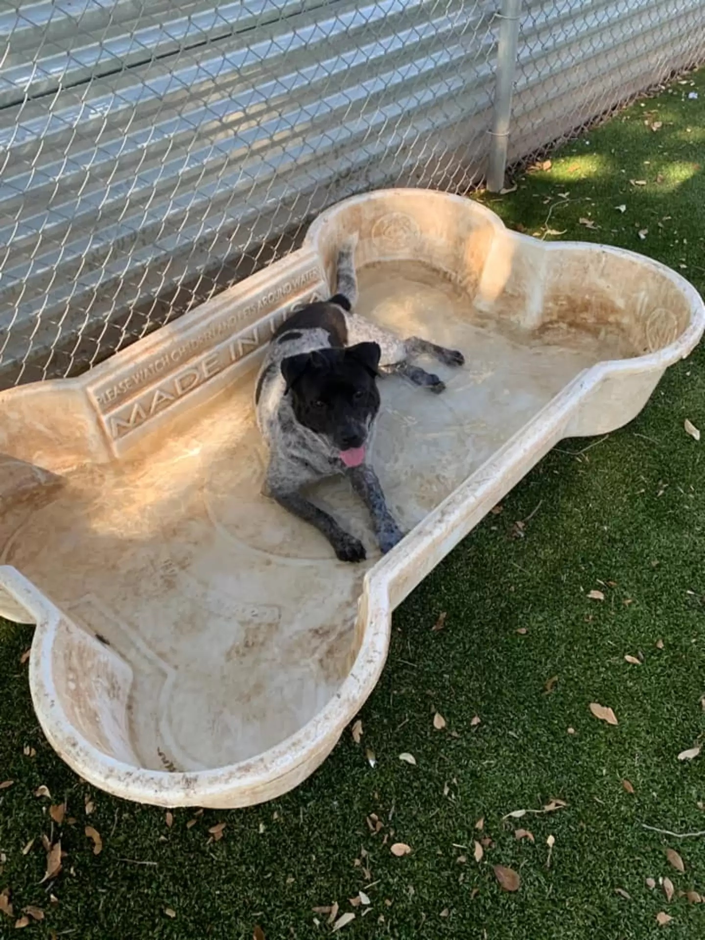 Cão vira-lata ganha piscina em abrigo, mas prefere tomar banho em balde 