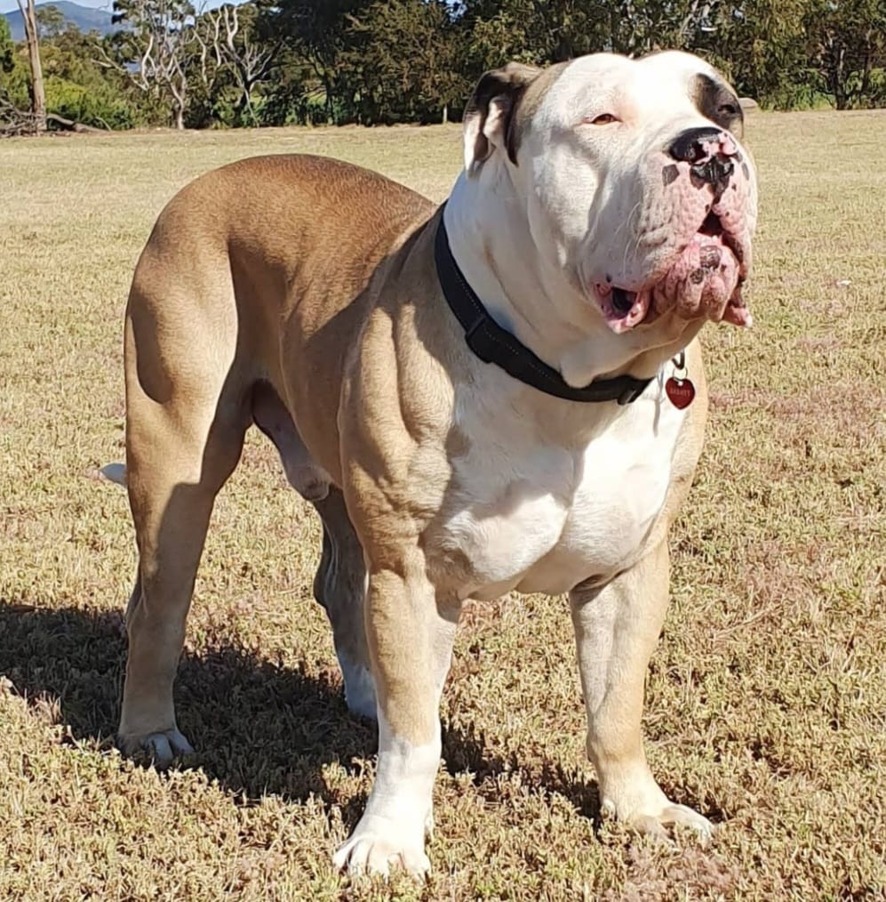 Cachorro gigante
