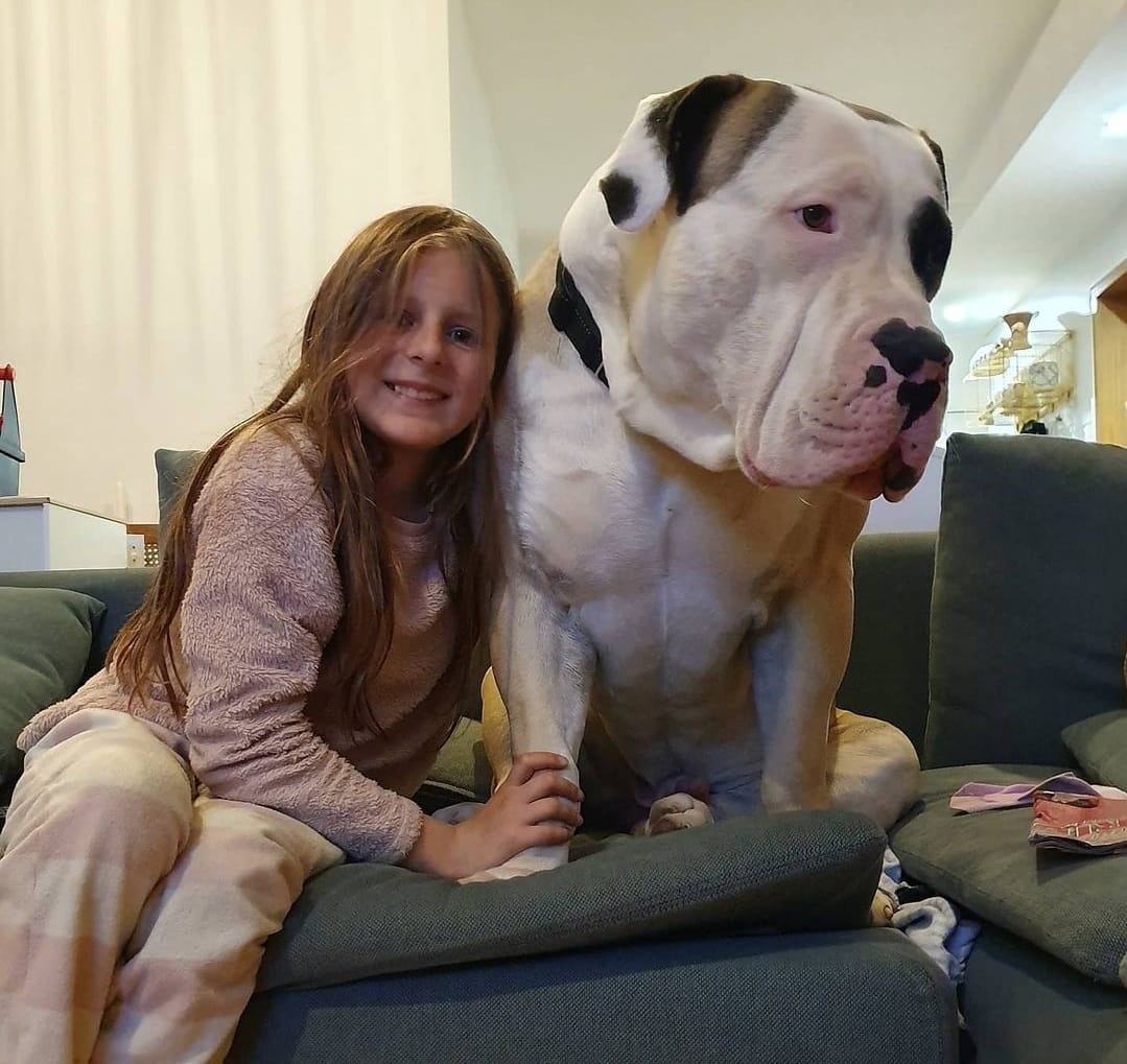 Tutor publica fotos de cachorro gigante e espanta internautas; conheça o pet