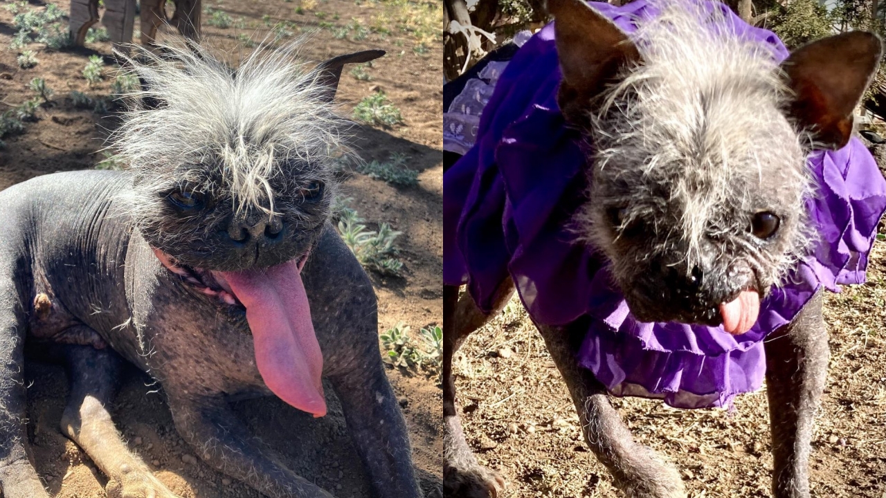 Cachorro "bonito por dentro" vence como cão mais feio do mundo em tradicional concurso