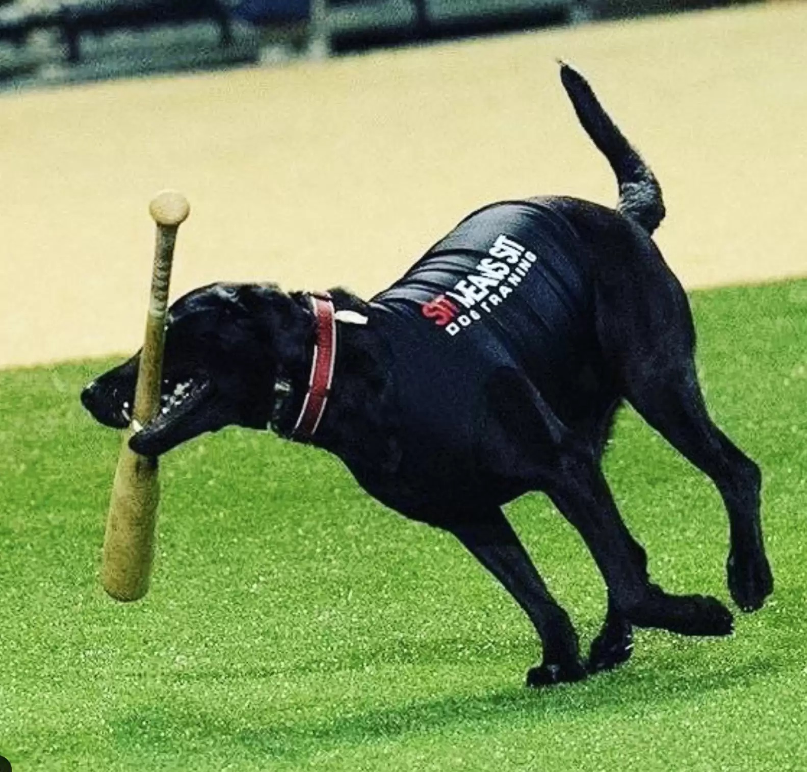 Cachorro mostra habilidades inusitadas e faz sucesso em meio esportivo