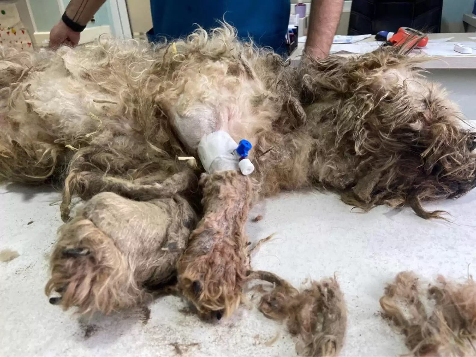 Cachorro abandonado em situação precária passa por "repaginada" no visual; veja transformação 