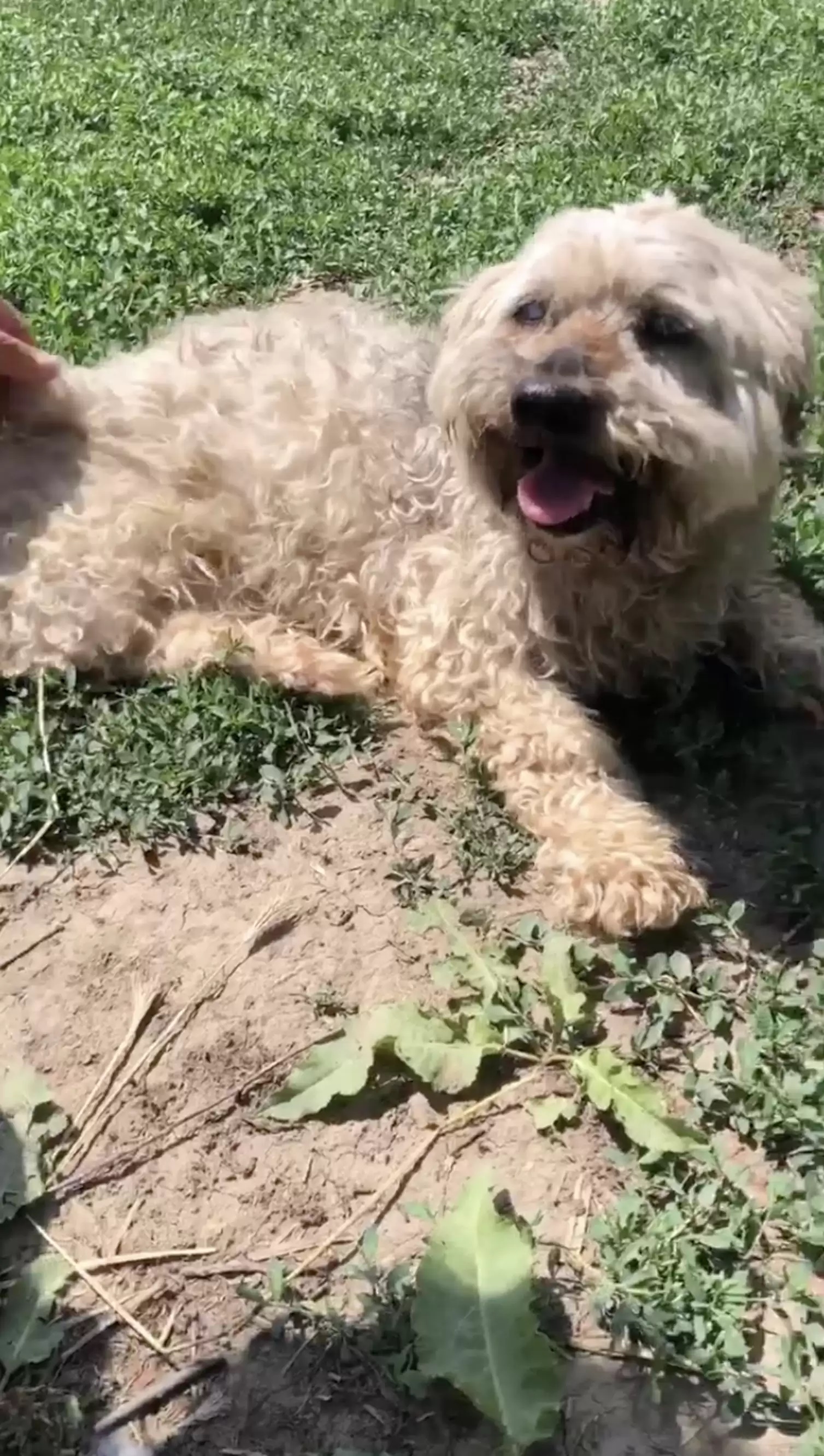 Equipe de abrigo dá "repaginada" no visual em doguinho arredio 