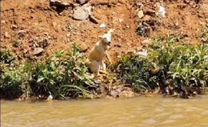 Cachorro que havia desistido da vida, entra em riacho e algo surpreendente acontece 