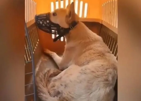 História de cão que havia desistido da vida e teve reviravolta ganha internet 