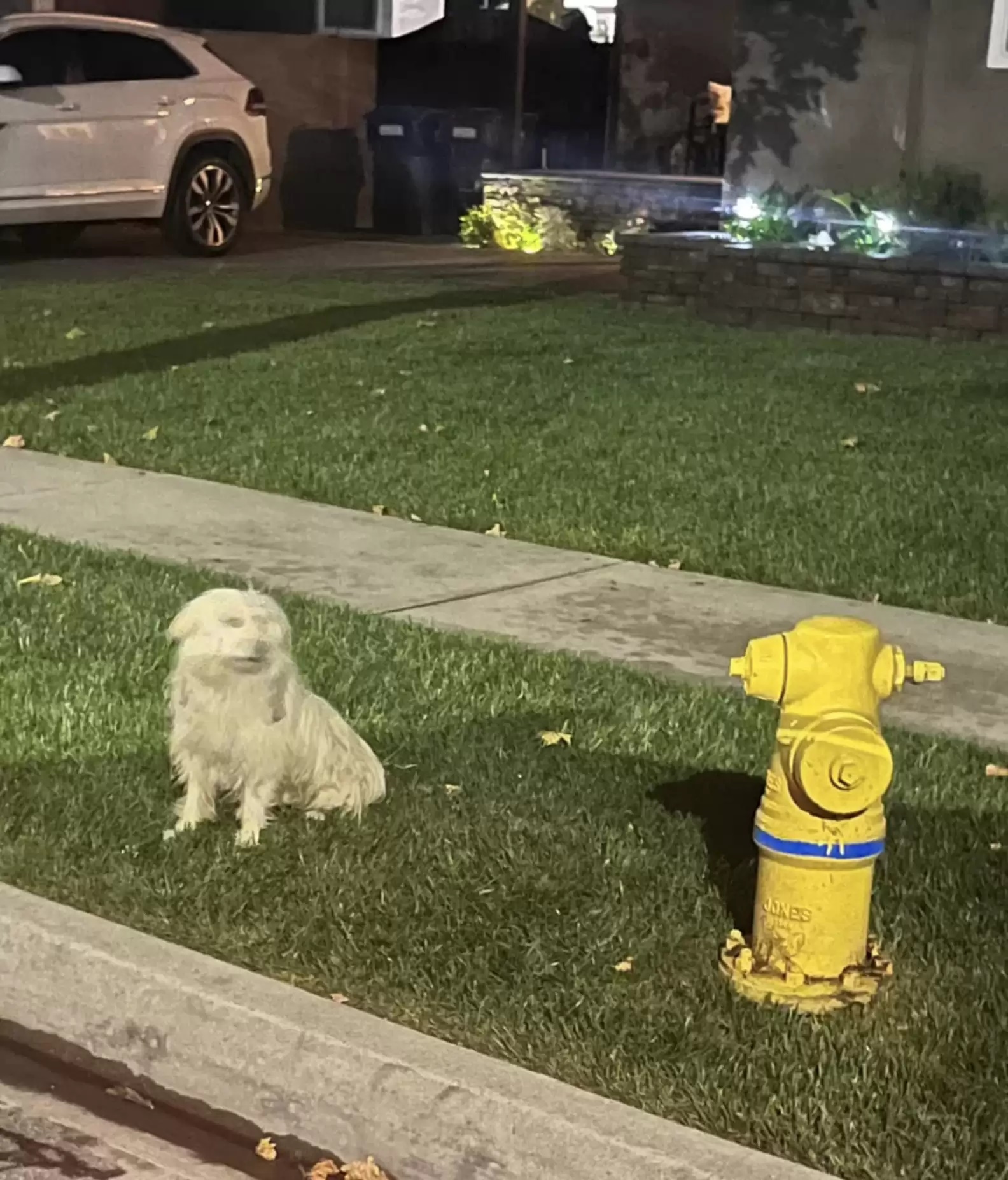 Cachorro se recusa a deixar hidrante e motivo emociona