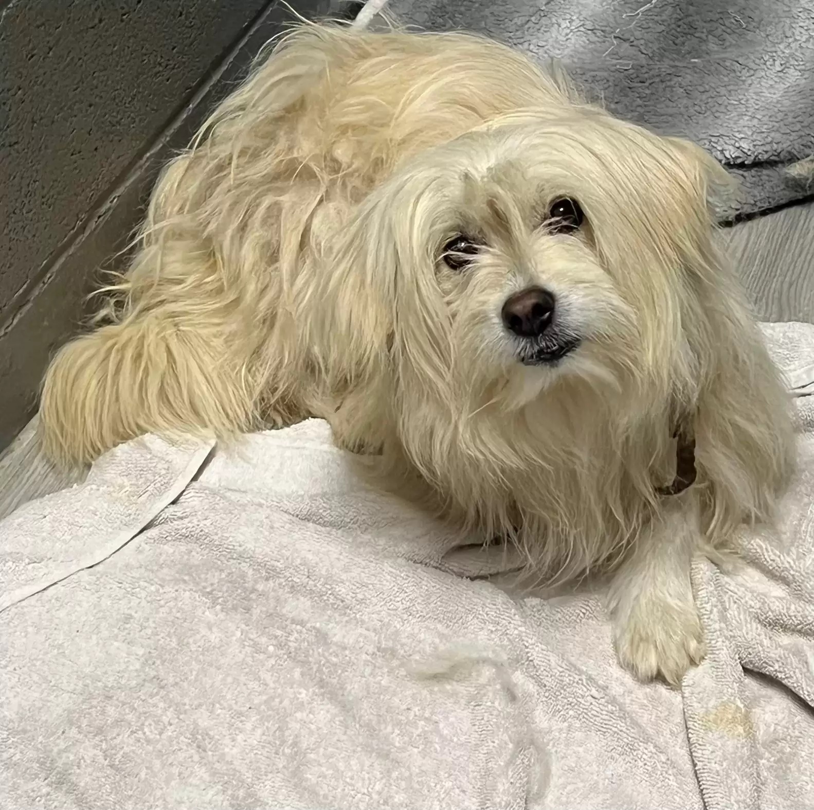 Cão se recusa a deixar hidrante na esperança de rever antiga família 