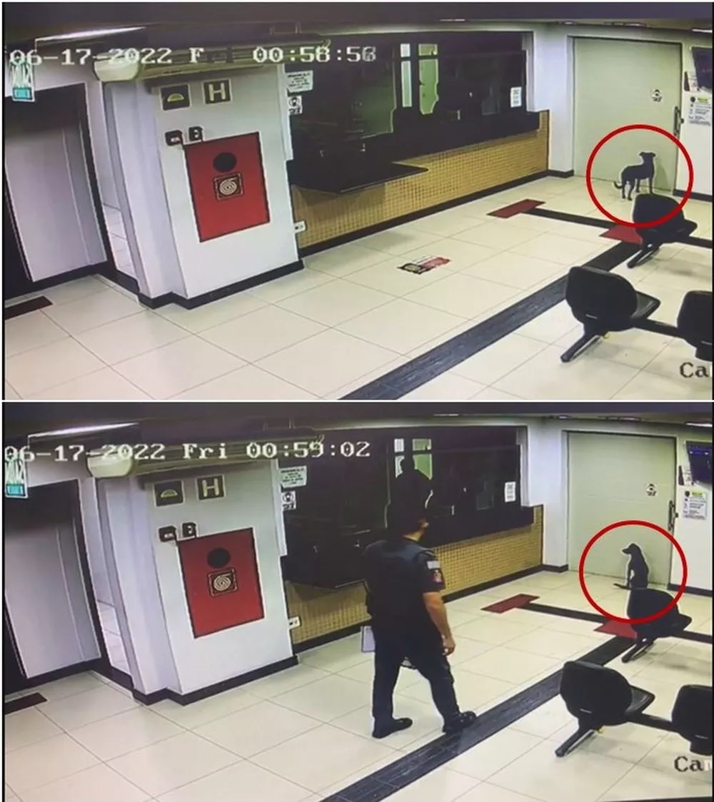 Cachorro de suspeito detido vira mascote em delegacia 