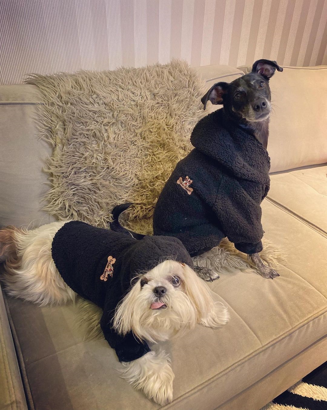 Moda canina: Estilista lança coleção de roupas de inverno para pets