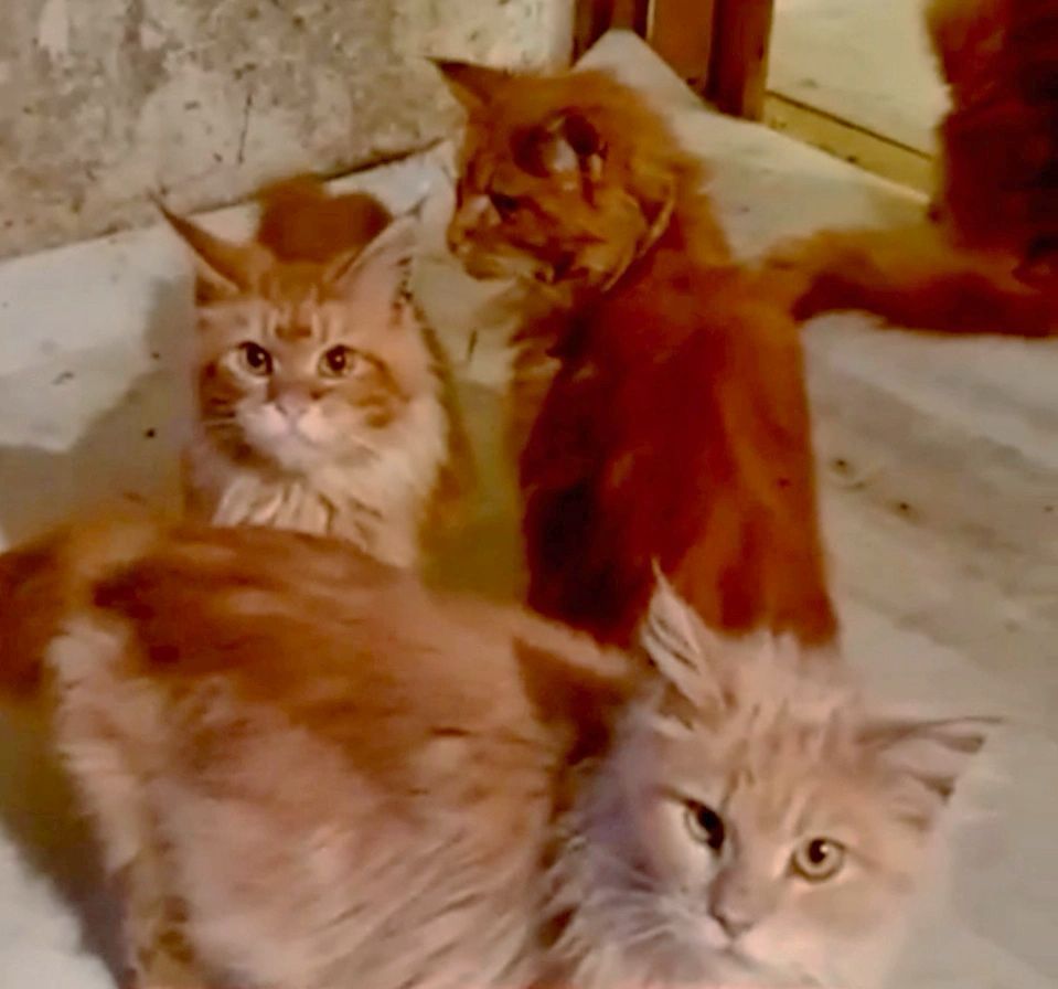 Mulher é devorada por gatos de estimação