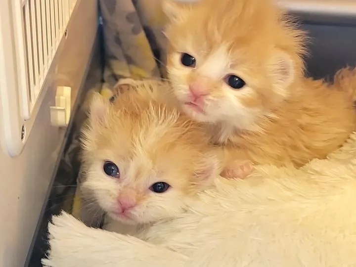 Em situação improvável, gata dá a luz duas vezes e irmãos ficam felizes ao se reencontrarem; entenda caso