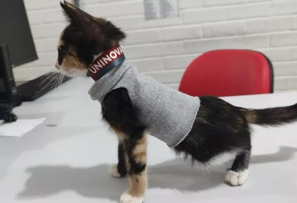 Funcionária padrão: Gata é "promovida" em setor de relações públicas