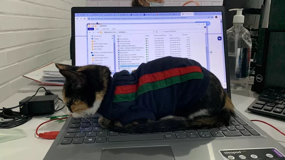 Gata que morava nas ruas vira xodó em setor de relações públicas 