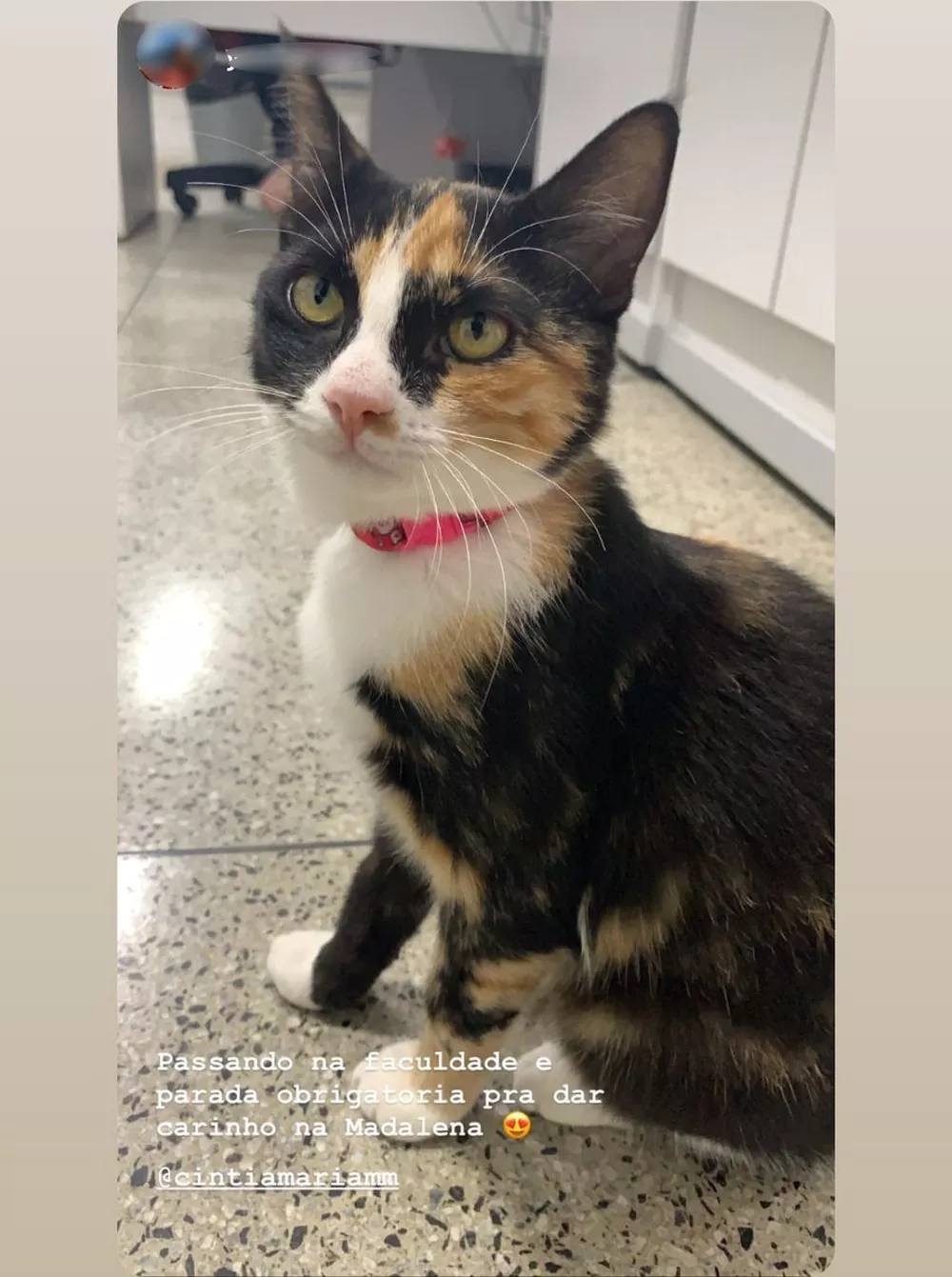 Gata é "promovida" em setor de relações públicas