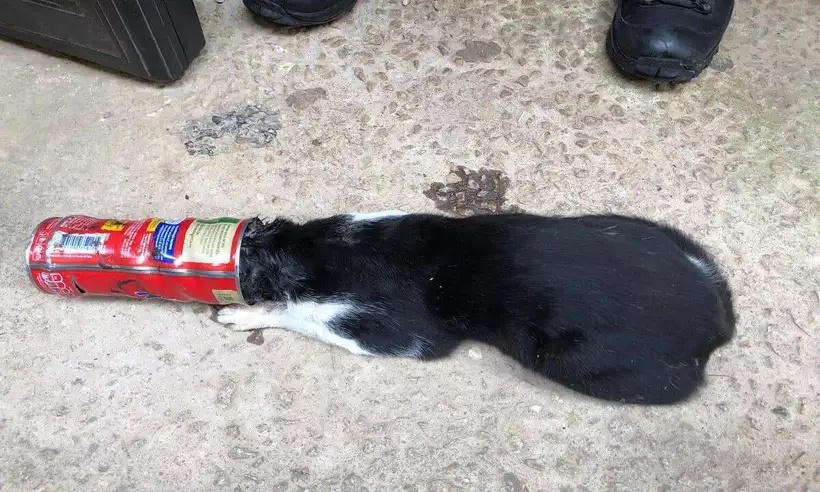 Gato é resgatado após ficar com cabeça presa em local surpreendente