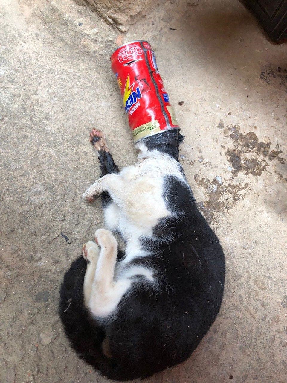 Gato fica com cabeça presa em lata de achocolatado na rua