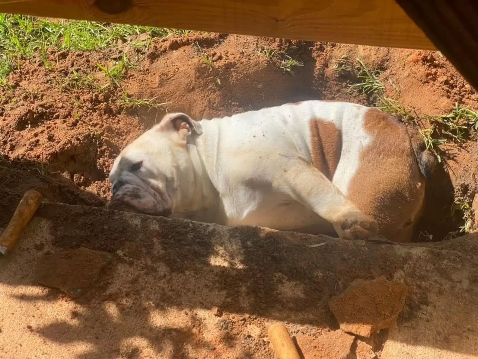  Homem cava buraco para escoamento de água, mas cachorro encontra outra utilidade para espaço; veja fotos