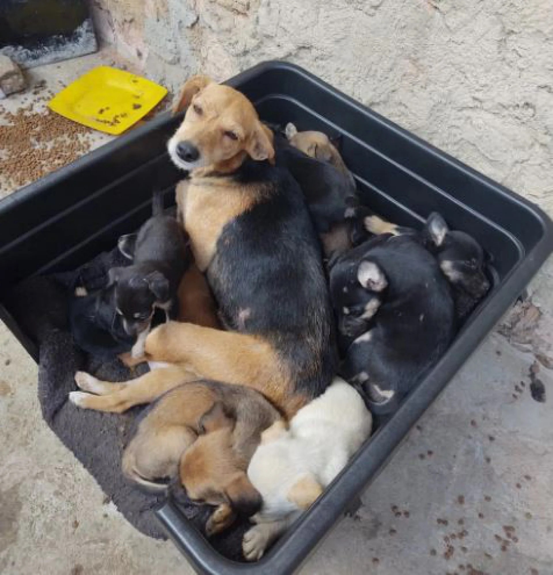 Incêndio mata cerca de 20 cães em casa; outros animais resgatados vão para adoção
