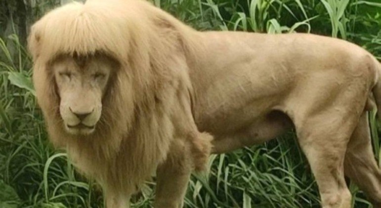 Leão aparece com corte "diferentão", agita web e zoológico precisa se pronunciar