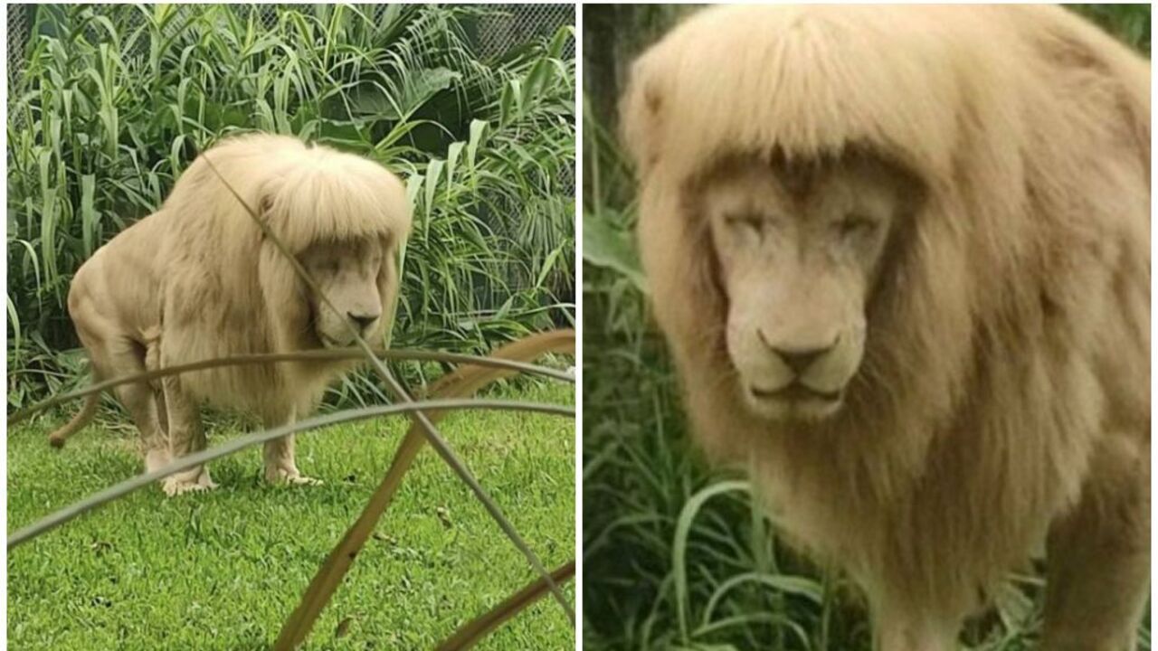 Leão aparece com corte "diferentão", agita web e zoológico precisa se pronunciar; veja fotos