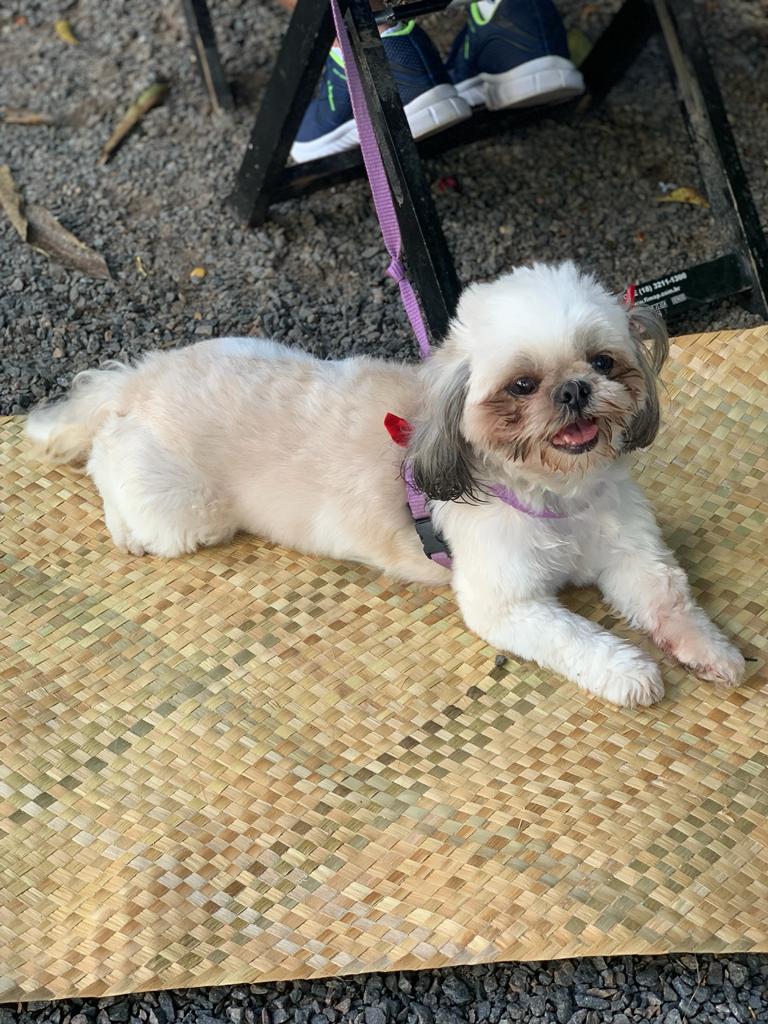 Pet friendly em Salvador