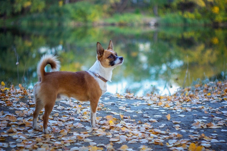 Saiba quais são as sete raças de cachorro mais raras do mundo