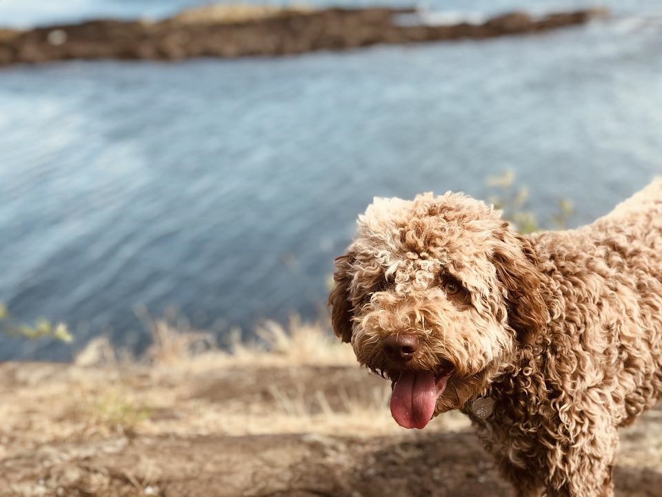 sete raças de cachorro mais raras do mundo